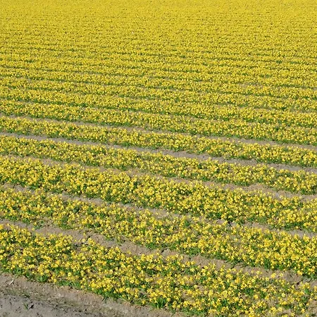 Casa de Férias Duinnest Noordwijkerhout