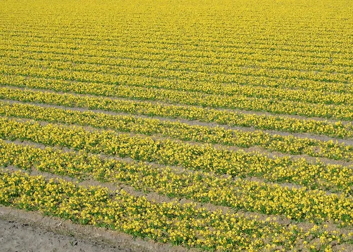 בית נופש Duinnest נורדוויקרהוט