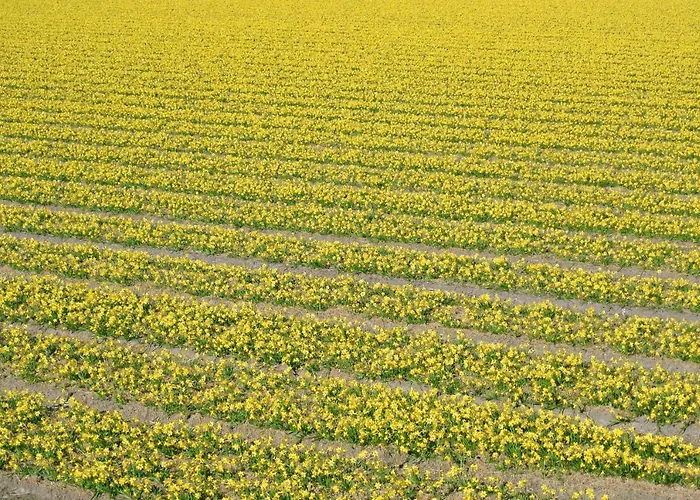 Duinnest Vakantiehuis *